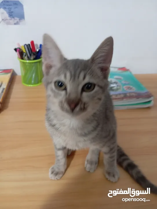 توبي كات (بندق) قط جميل جدا وأليف the best cat i have ever seen and i loke it