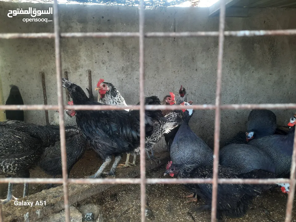 دجاج بلدي  وفرعوني وفيومي ولمبرغين