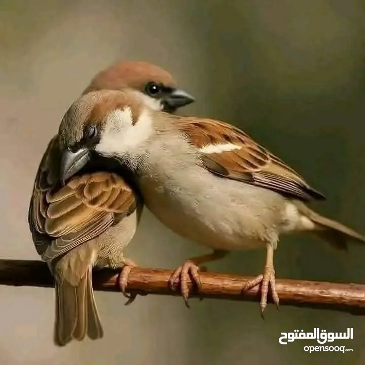 شقه خلف السريه مرتبه هادئه موقع ممتاز قريبه على البلد.