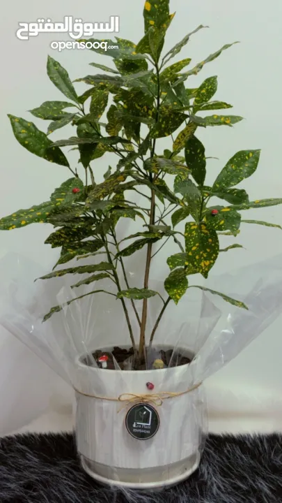 نباتات داخلية طبيعية