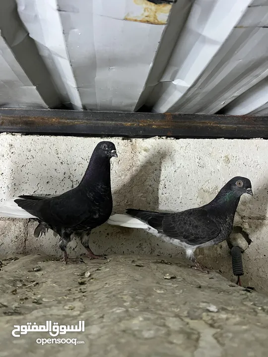فراخ للبيع