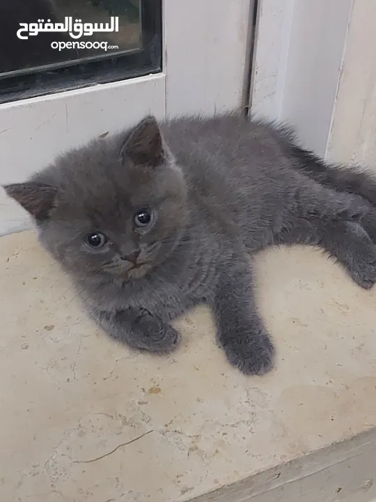 Scottish fold and straight