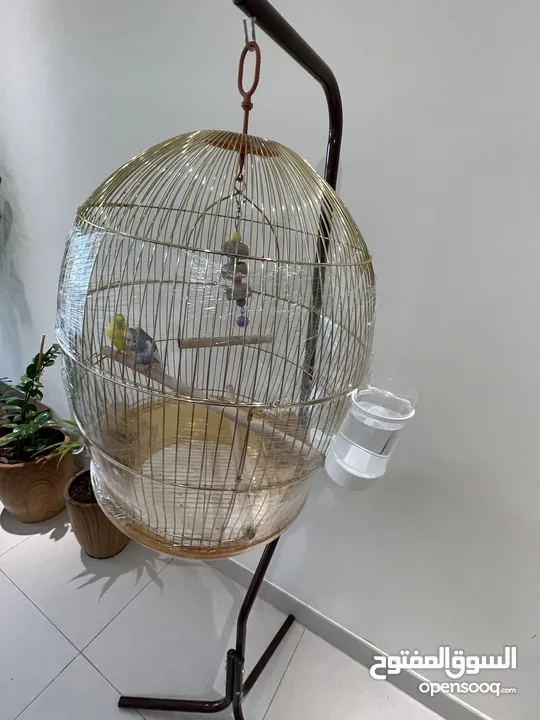 Birds with very clean and big cage with stand