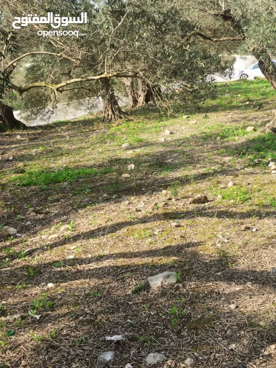 القبة الذهبية اراضي بلعا دير الغصون