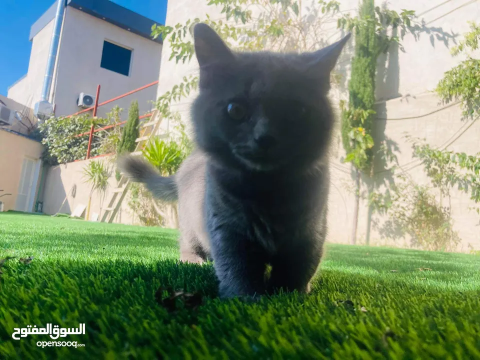 Persian cat for Adoption