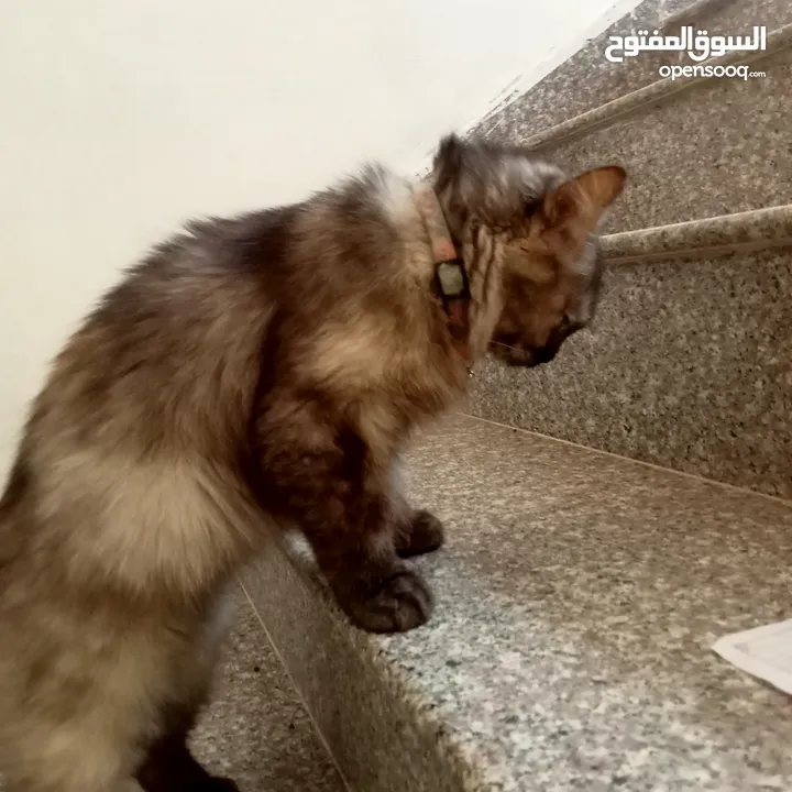 قطة شيرازي للبيع