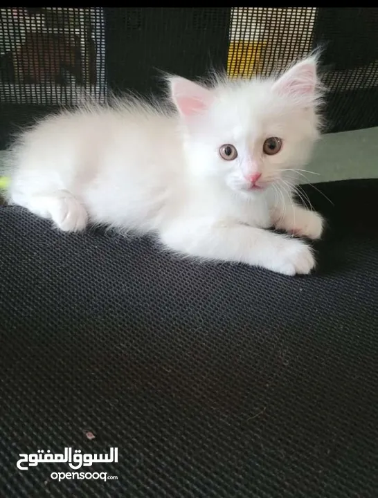 ": Turkish Angora Cats"