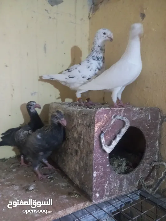 جوز معو فراخ  و بيض