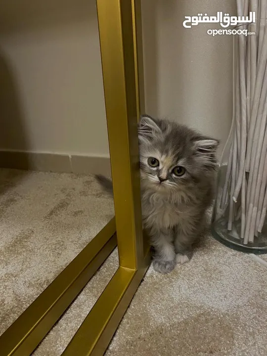 Kitten قطة