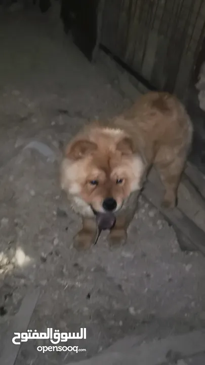 للبيع او البدل ع مالينو انثى