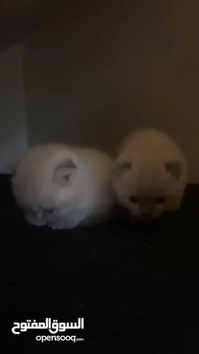 Scottish fold kittens