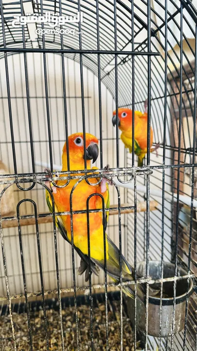 Sun Conure Pair