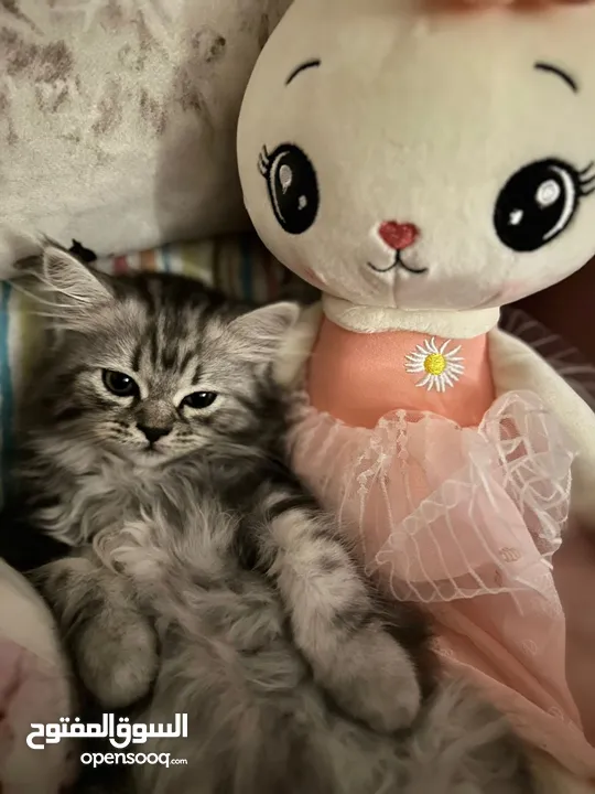 -mixed (scottish fold dad & siberian mom)