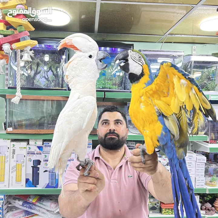 كاسكو مكاو كوكاتو امزون