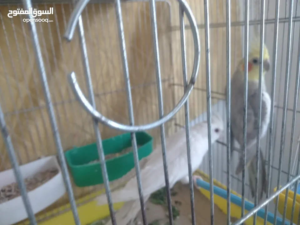 طيورفي.الزرقاء