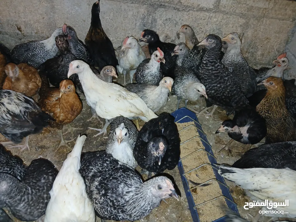 فرخات عمر 3 شهور وشهرين ونص