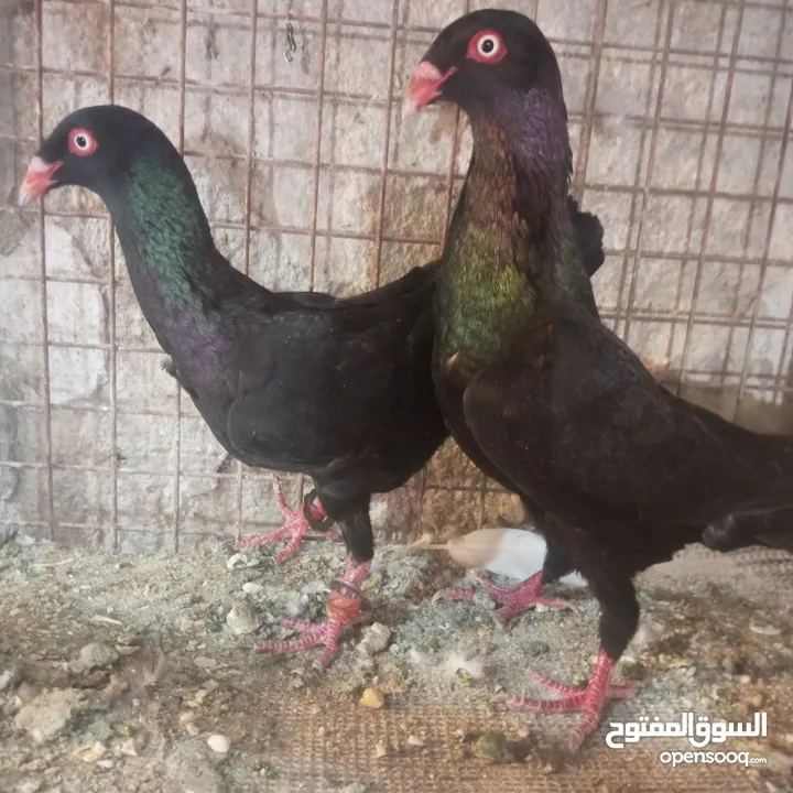 حمام للبيع