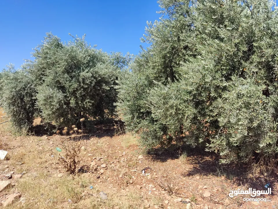 مزرعه خمسة دونمات صروت مزروعه تربه حمراء موقع مميز