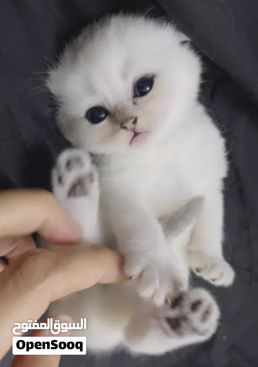 Pure Scottish/ بيور سكوتش