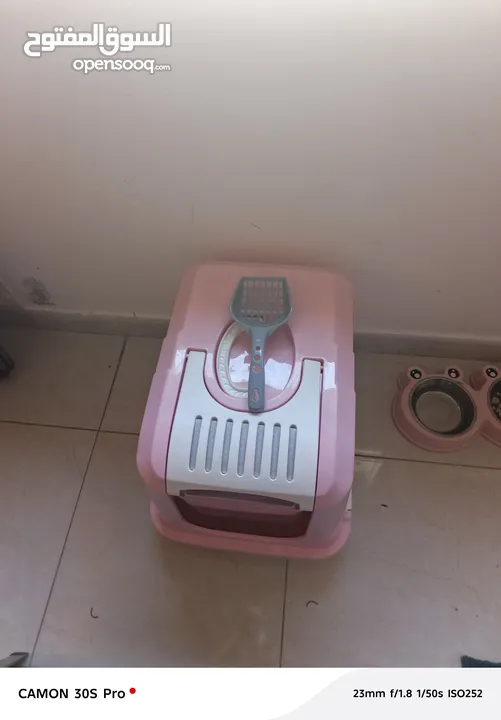 للبيع قط سكوتش فولد