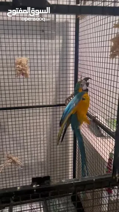 Blue and Gold Macaw (Age-7 months)