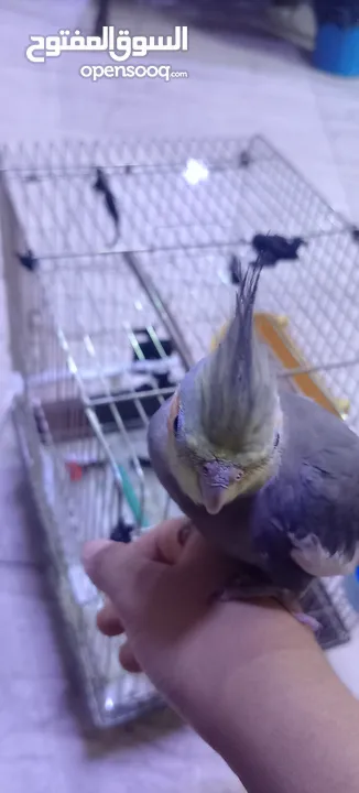طير كوكتيل للبيع أليف ذكر     يصفر بصوت هادئ وليس  مزعج ويلحن أليف يأتي مع قفصه