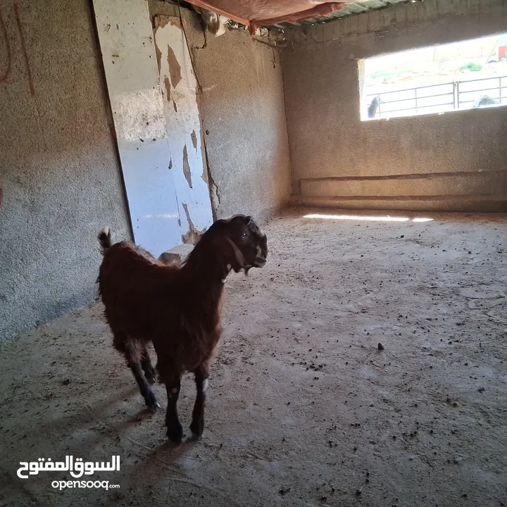 سخلة للبيع وتيس عمره قريب السنه للبيع