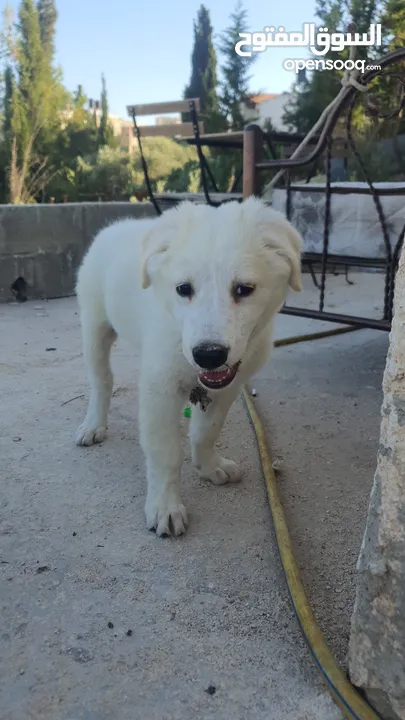 جرو Inglesh retriever goldain