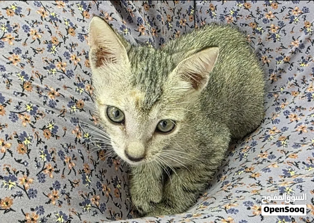 قطه صغير لونها رصاص عمرها شهرين مرحه تحب اللعب ذكيه ونشيطه وودوده وهي من القطط المحلية و تتمتع بجسم