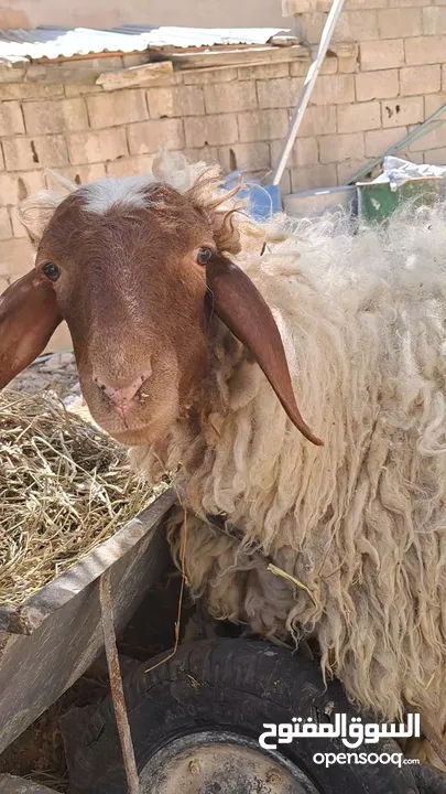 عبور بلدي اسنان اللبن عمرها 8اشهر وشوي الوزن قائم تقريبا بين 45 لا 55 كيلو صحتها بأفضل الله تمام