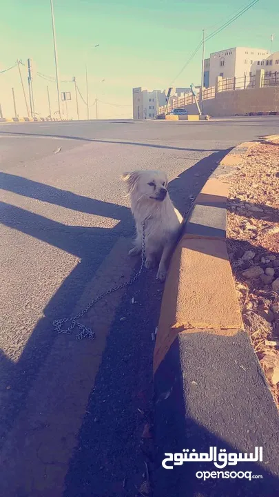كلب لولو فوكس للبيع اليف