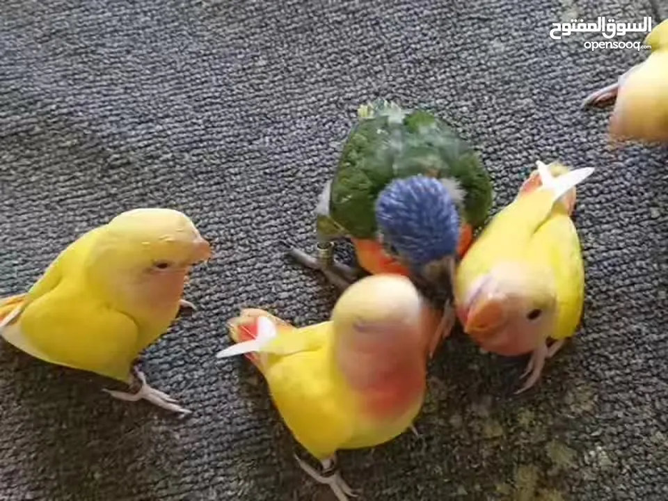 ماشاء الله لا قوة إلا بالله