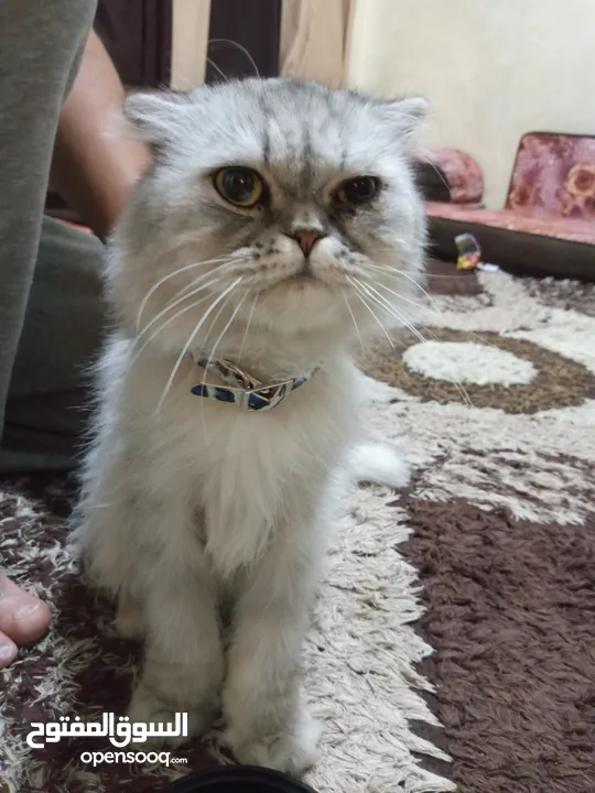 قطه هملايا انثى
