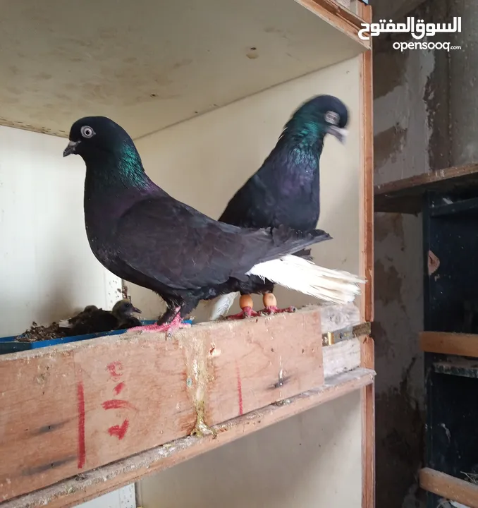 جواز حمام زق للبيع تحتهم بيض وفراخ .شغالات ومكفولات .وسعر خاص للكوم
