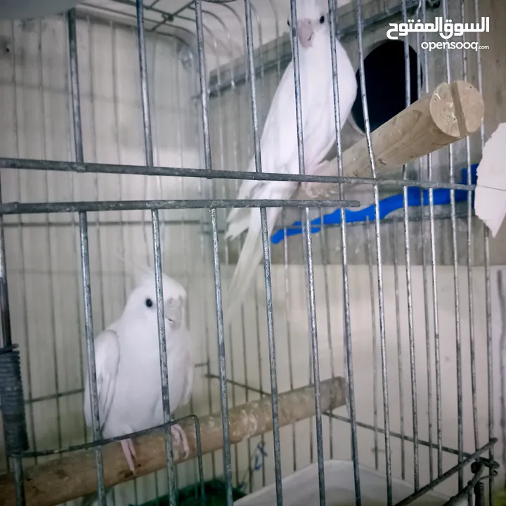 جوز البينو ابو فراخ وفحل وايت ابو فراخ