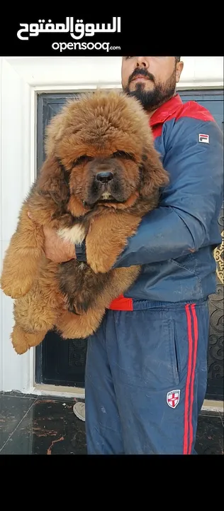 Pomeranian  Tibetan Mastiff Samoyed  Giant Malamute