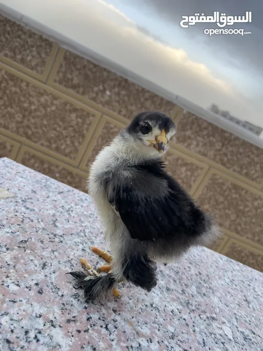 صيصان براهمي لبيع