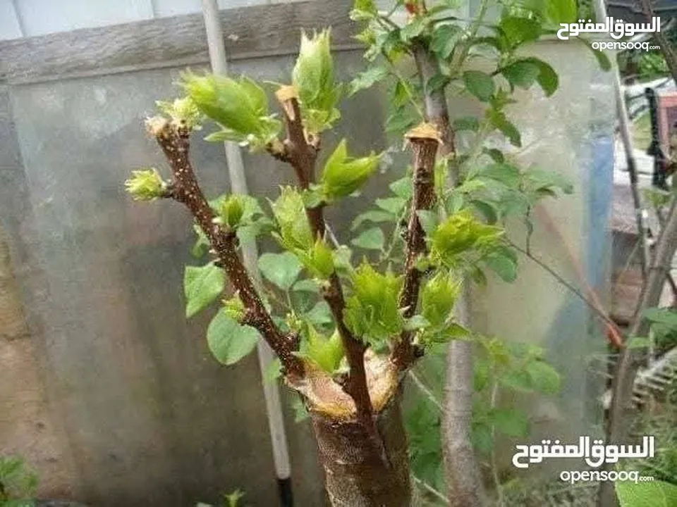 كافة الخدمات والأعمال الزراعية بأحدث الطرق العلمية