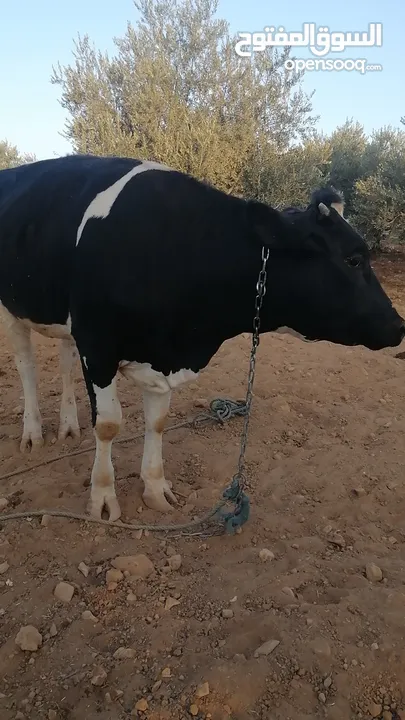 بكيرة عشار كبير
