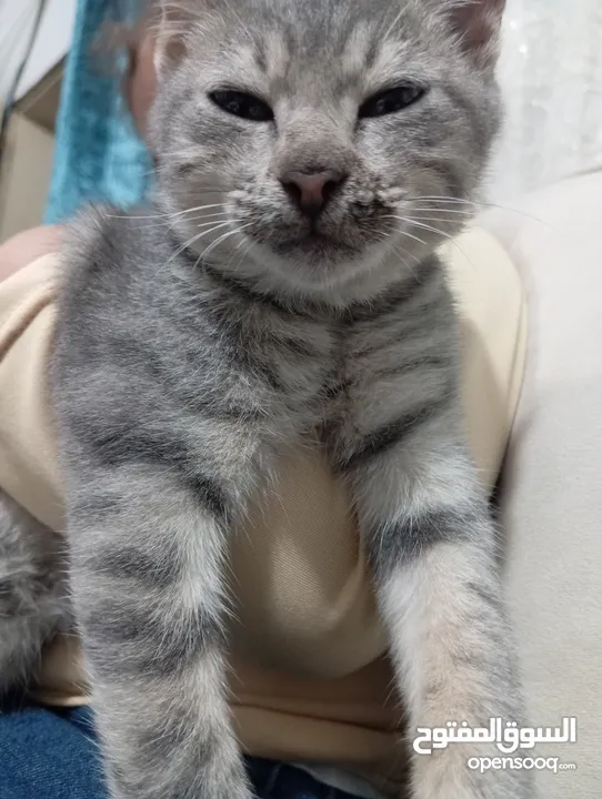 توبي كات (بندق) قط جميل جدا وأليف the best cat i have ever seen and i loke it