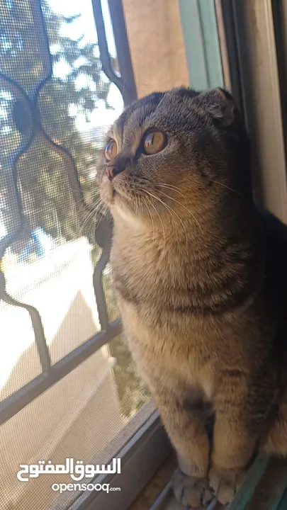 سكوتش فولد scottish fold