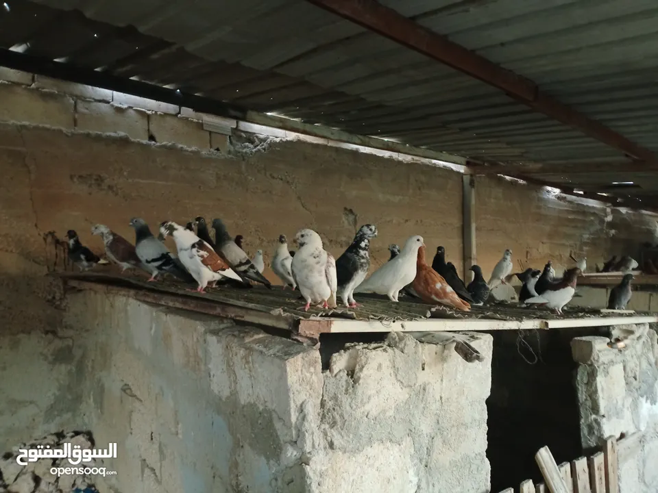 انواع حمام مشكلة للبيع