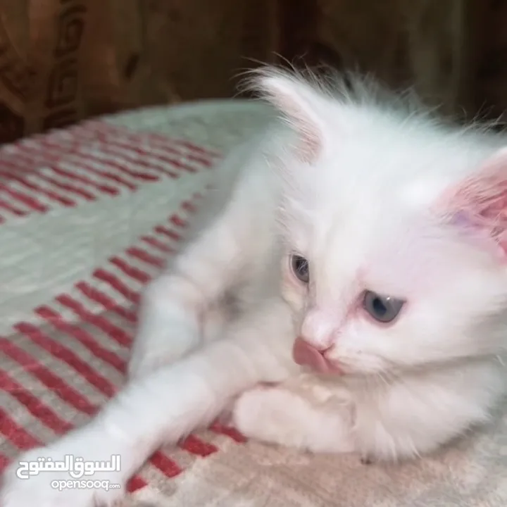 ققطط لتبني عمر شهرين ليس شراء