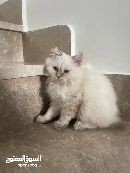 قطط شيرازي للبيع