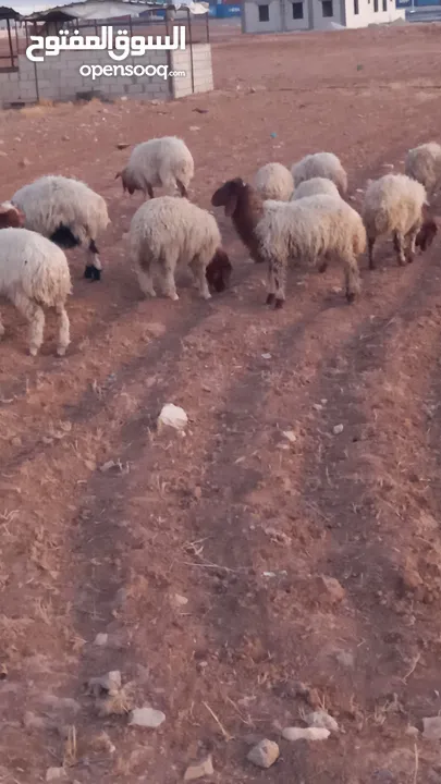 خرفان وعبر العدد 29 مسكرات لحم بالصلاه على النبي