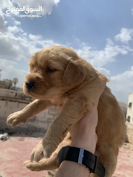 Golden retriever for sale