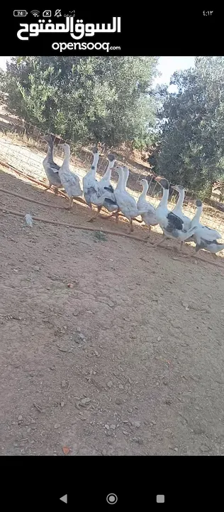 فراخ وز للبيع