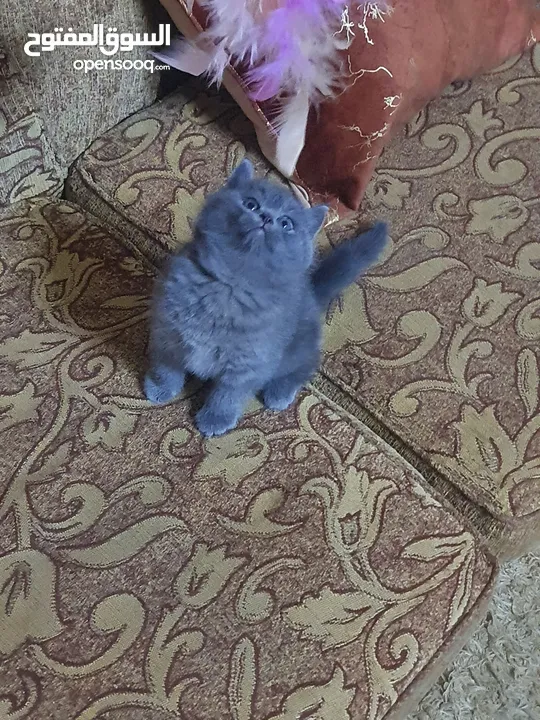 سكوتش ستريت