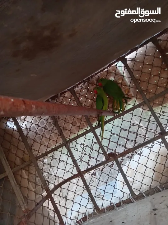 ببغاء ماشاءالله
