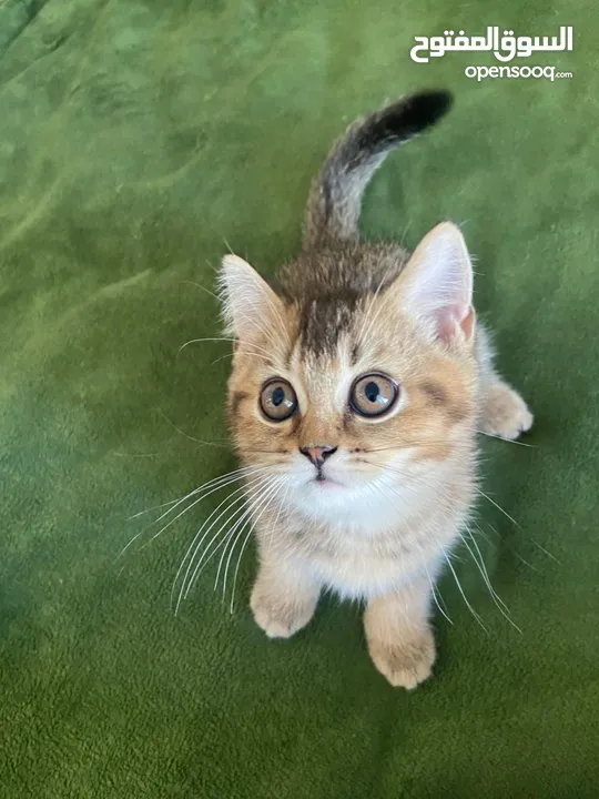 Chinchilla male kitten